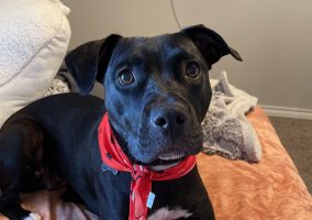 Black and white dog with red bandana sitting on orange blanket